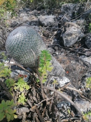 Mammillaria albilanata
