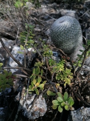 Mammillaria albilanata