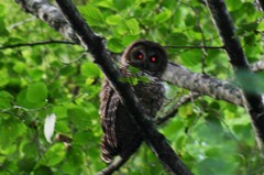 Strix occidentalis caurina