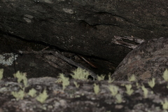 Psychosaura macrorhyncha
