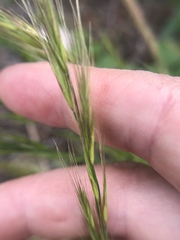 Festuca bromoides
