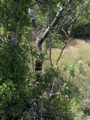 Bursera morelensis