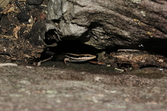 Psychosaura macrorhyncha