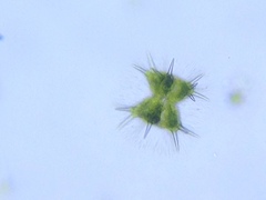 Staurastrum brasiliense