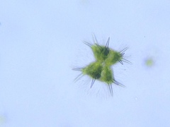 Staurastrum brasiliense