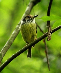 Myiornis auricularis