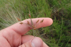Fimbristylis puberula