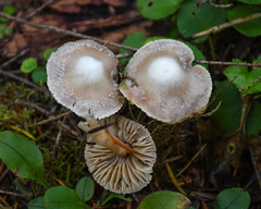 Inocybe albodisca