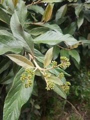 Critoniopsis bogotana