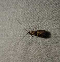 Nemophora associatella