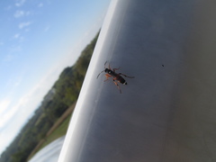 Ichneumon sarcitorius