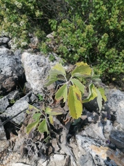 Pittocaulon praecox