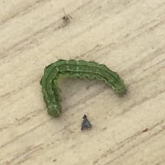 Lepidoptera