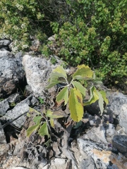 Pittocaulon praecox
