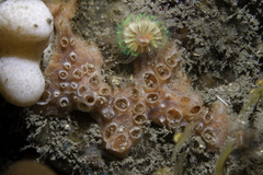 Hemimycale columella