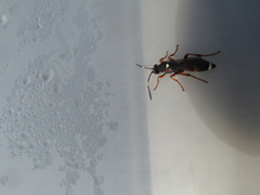 Ichneumon sarcitorius