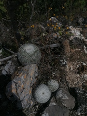 Mammillaria albilanata