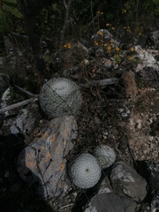 Mammillaria albilanata