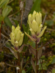 Castilleja pallida caudata