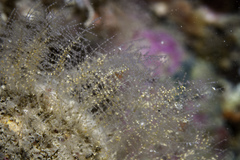 Halopteris catharina