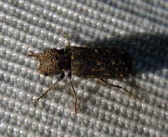 Lichenophanes varius