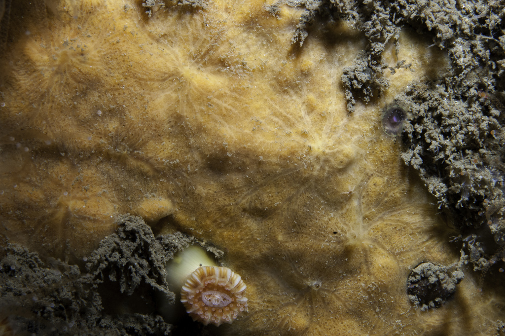 Plocamionida ambigua