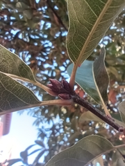 Quercus