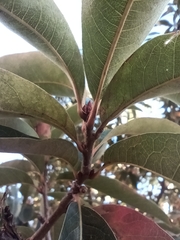 Quercus