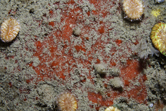 Eurypon major