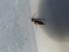 Ichneumon sarcitorius
