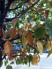 Quercus