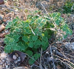 Pseudodictamnus hirsutus