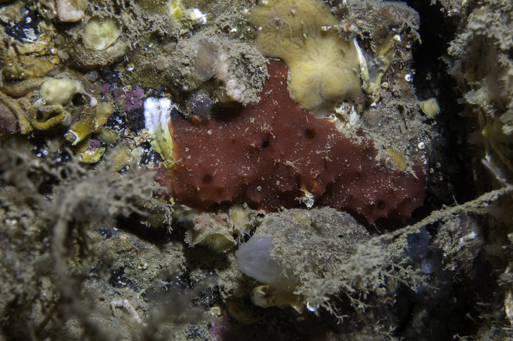 Aplysilla rubra