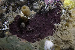 Chelonaplysilla noevus