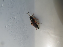 Ichneumon sarcitorius