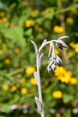 Echeveria prunina