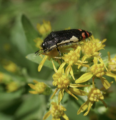 Acmaeodera chiricahuae
