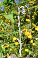 Echeveria prunina