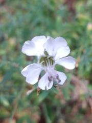 Silene uniflora image