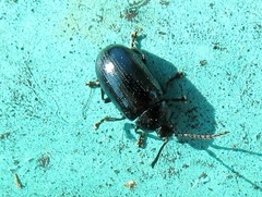 Phratora vitellinae