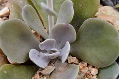 Echeveria prunina