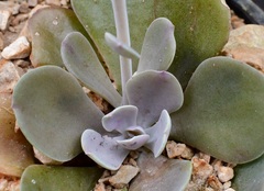 Echeveria prunina