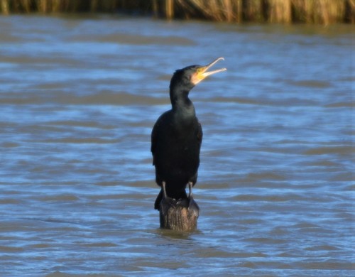 Cormorán grande (Phalacrocorax carbo)