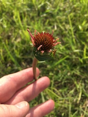 Echinacea atrorubens