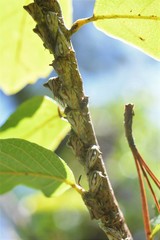 Platycotis tuberculata