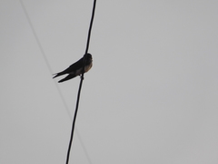 Progne chalybea