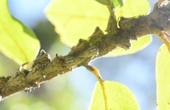 Platycotis tuberculata