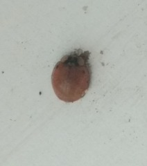 Harmonia axyridis