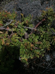 Bursera glabrifolia