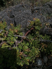 Bursera glabrifolia